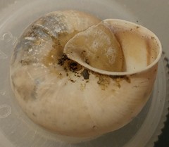 Helminthoglypta traskii isidroensis