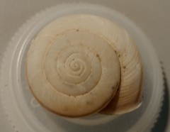 Helminthoglypta traskii isidroensis