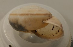 Helminthoglypta traskii isidroensis