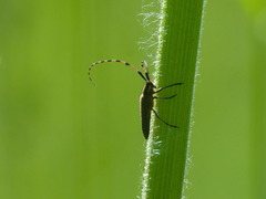 Agapanthia dahli