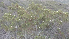 Chamaebatia australis