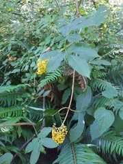 Sambucus australasica