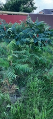 Ailanthus altissima
