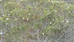 Chamaebatia australis