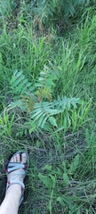 Ailanthus altissima