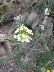 Erysimum flavum