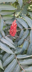 Ailanthus altissima