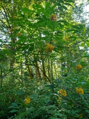 Sambucus australasica