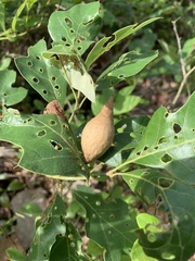 Amphibolips quercusilicifoliae