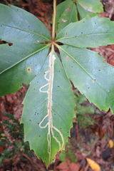 Eumetriochroa panacitorsens