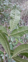 Bouchardatia neurococca