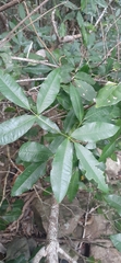 Bouchardatia neurococca