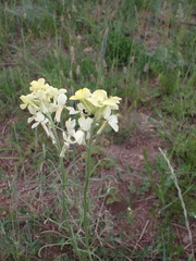 Erysimum flavum