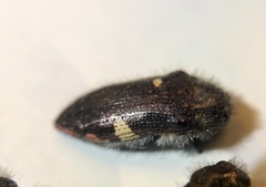 Acmaeodera plagiaticauda