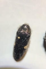 Acmaeodera plagiaticauda