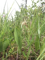 Platanthera clavellata