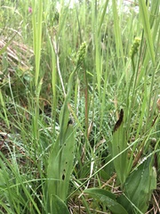 Platanthera clavellata