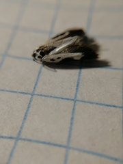 Ethmia quadrillella
