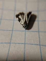 Ethmia quadrillella