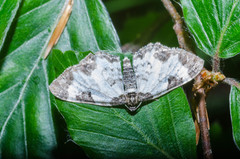 Melanthia alaudaria