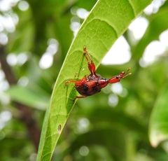 Strigapoderus tranquebaricus