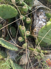 Schedonnardus paniculatus