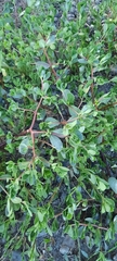 Portulaca oleracea