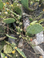 Schedonnardus paniculatus