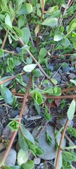 Portulaca oleracea