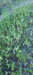 Portulaca oleracea