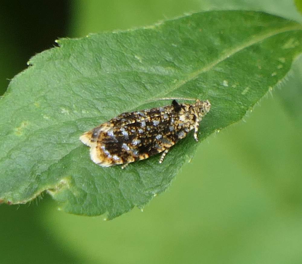 Olethreutes albiciliana