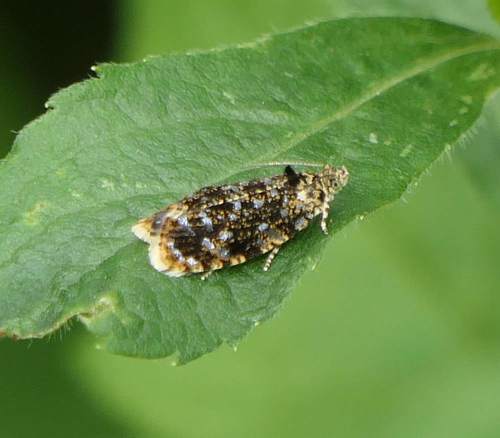 Olethreutes albiciliana