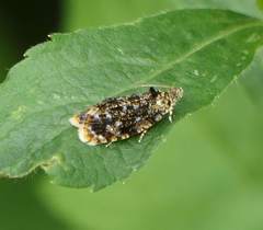 Olethreutes albiciliana