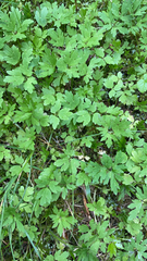 Adoxa moschatellina