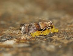 Acrobasis repandana