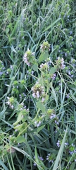 Ballota nigra