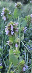 Ballota nigra