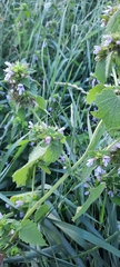 Ballota nigra