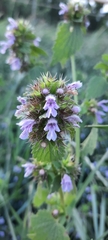 Ballota nigra