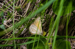 Isturgia limbaria
