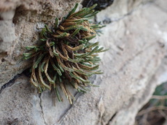 Selaginella sanguinolenta