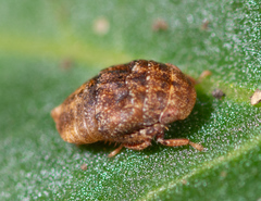 Penthimia americana