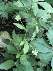Geum laciniatum