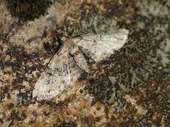 Eupithecia gratiosata