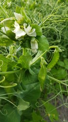 Pisum sativum sativum