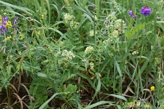 Vincetoxicum sibiricum