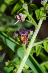 Scrophularia juratensis