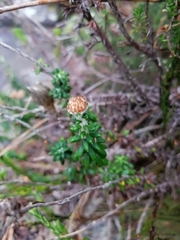 Anaxeton nycthemerum