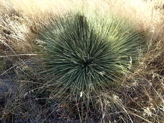 Aciphylla subflabellata