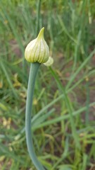 Allium cepa